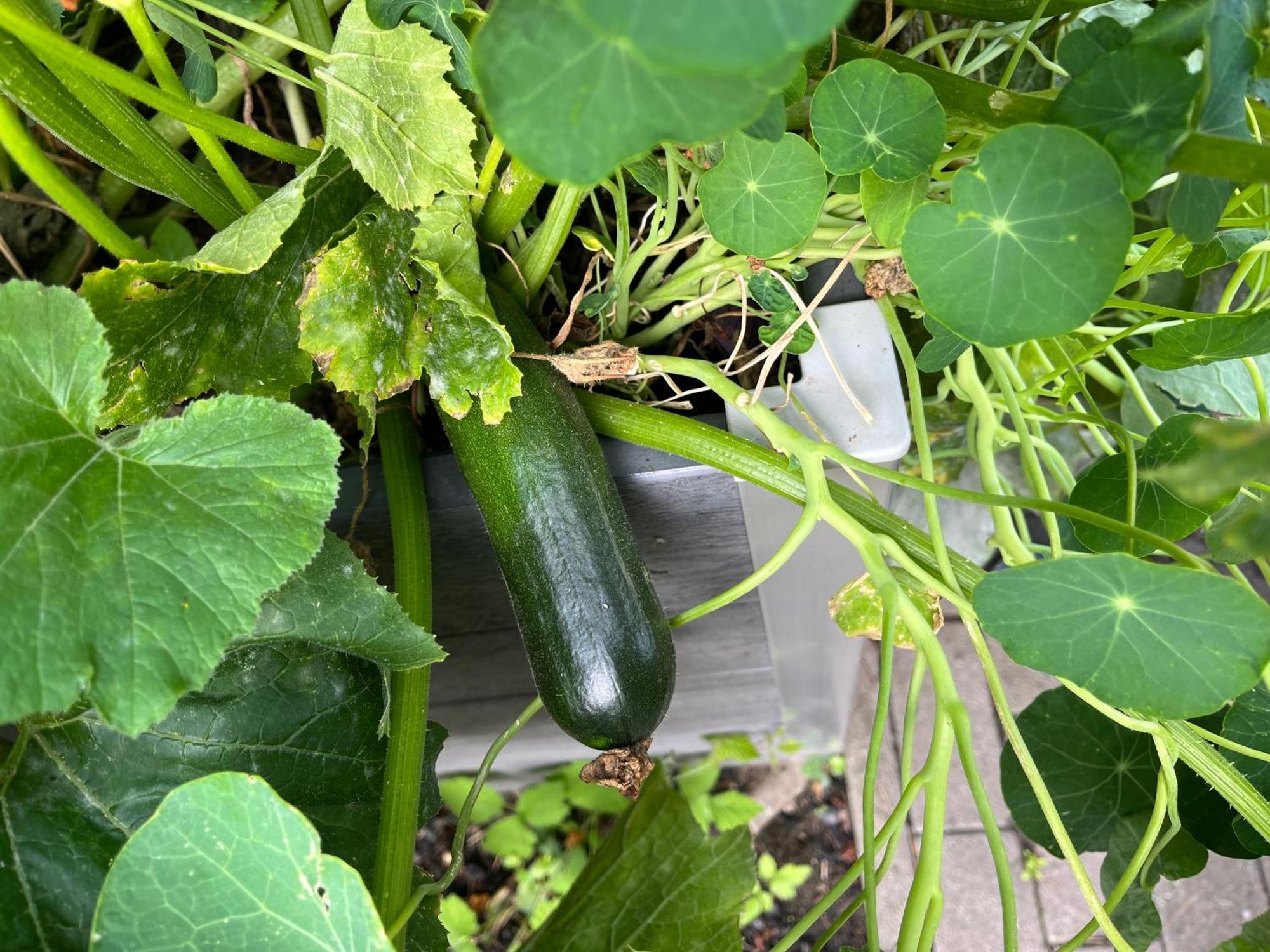 Elbidyll Lägenhet Magdeburg Exteriör bild